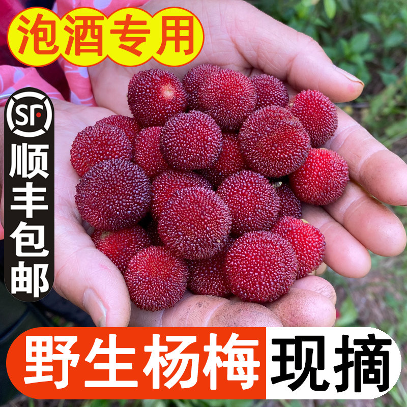 正宗浙江绍兴高山野生红杨梅鲜果泡酒专用梅子新鲜孕妇酸甜水果
