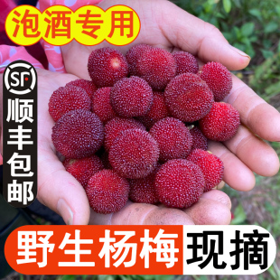 正宗浙江绍兴高山野生红杨梅鲜果泡酒专用梅子新鲜孕妇酸甜水果