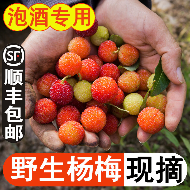 2026新鲜青红杨梅鲜果野生山杨梅开胃酸水果浙江绍兴泡酒专用