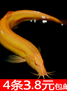 黄金泥鳅活体观赏鱼清道夫工具鱼免打氧耐活鱼缸清洁冷水鱼包邮