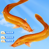 黄金泥鳅活体新手冷水观赏鱼好养鱼缸清道夫替代吃残渣底栖工具鱼