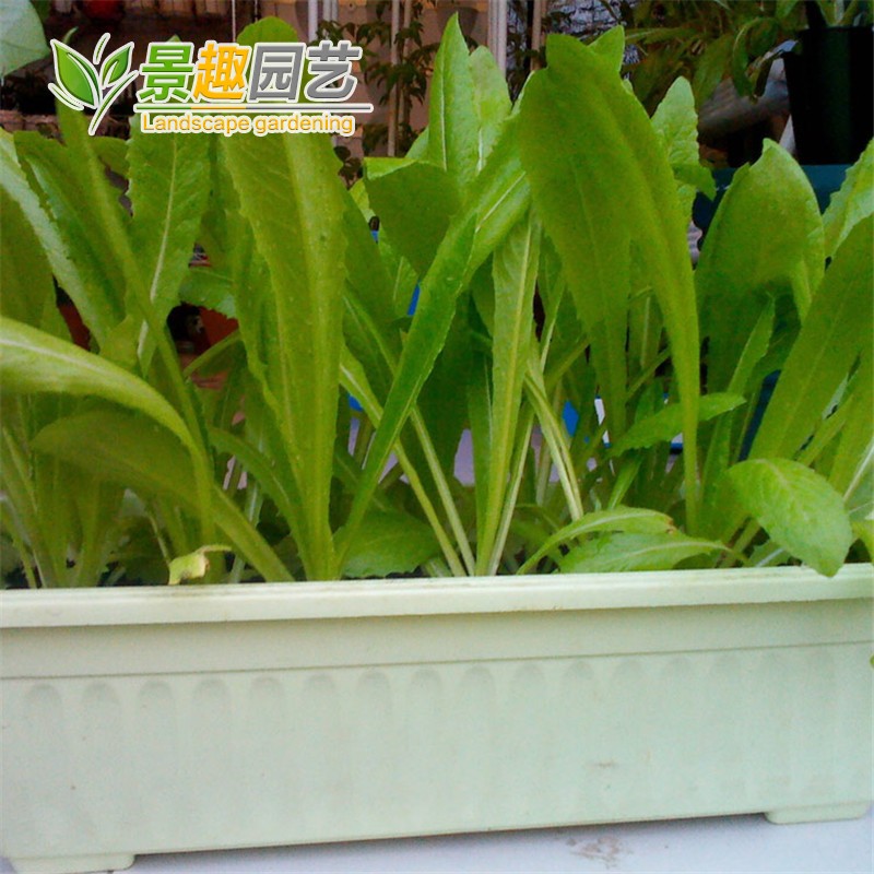 油麦菜种子阳台庭院田园盆栽蔬菜家庭种子莜麦菜四季易种植菜籽