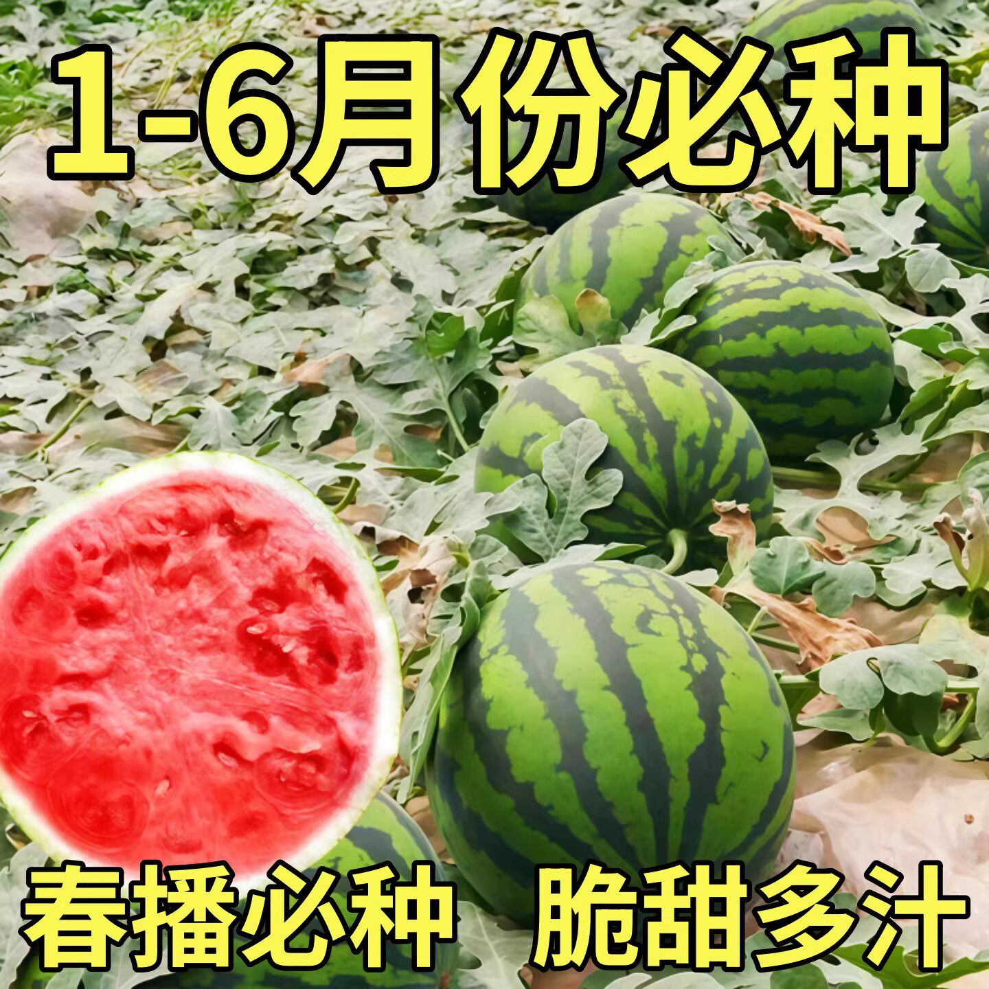 原装早佳8424冰糖麒麟王西瓜种籽子四季高产特大早熟懒汉瓜水果
