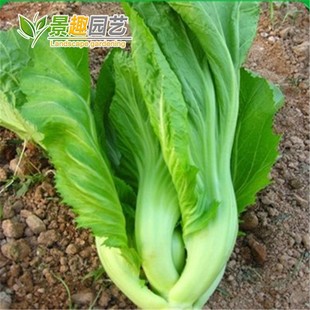 蔬菜种籽 包心芥菜种子高钙菜庭院阳台种菜籽盆栽四季 播家庭春季