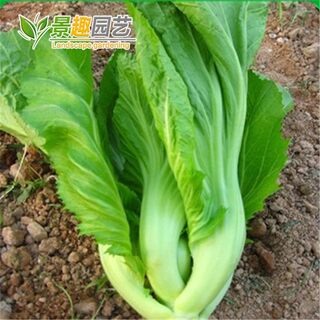 包心芥菜种子高钙菜庭院阳台种菜籽盆栽四季播家庭春季蔬菜种籽