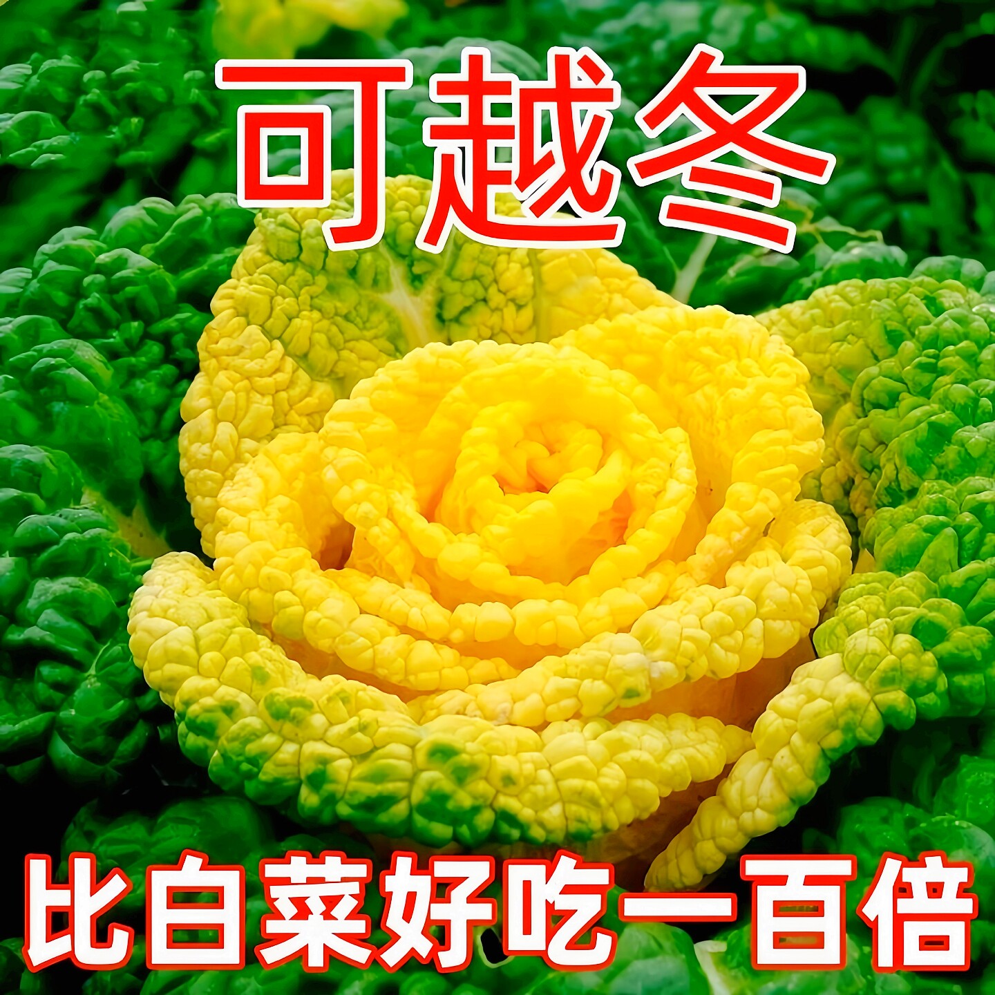 黄心乌塌菜种孑耐寒黄金卷芯菜籽白菜秋冬蔬菜种子乌塔菜青菜种籽