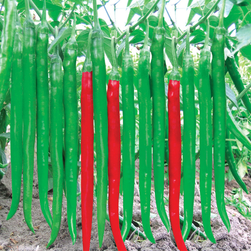 香辣鲜青红两用条线椒种子长条椒杭椒辣椒籽高产抗病露天蔬菜种子