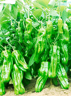 早熟薄皮青椒种子四季播春蔬菜庭院大田阳台可盆栽种植皱皮辣椒籽