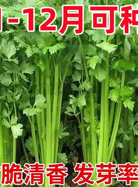 老品种小香芹种子芹菜种子香味浓郁实心芹菜种子四季播可以留籽