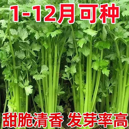 老品种小香芹种子芹菜种子香味浓郁实心芹菜种子四季播可以留籽