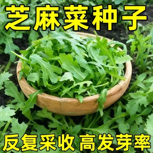 大叶臭菜种子山野菜芝麻菜种籽臭菜籽春秋季阳台盆栽菜园蔬菜种子