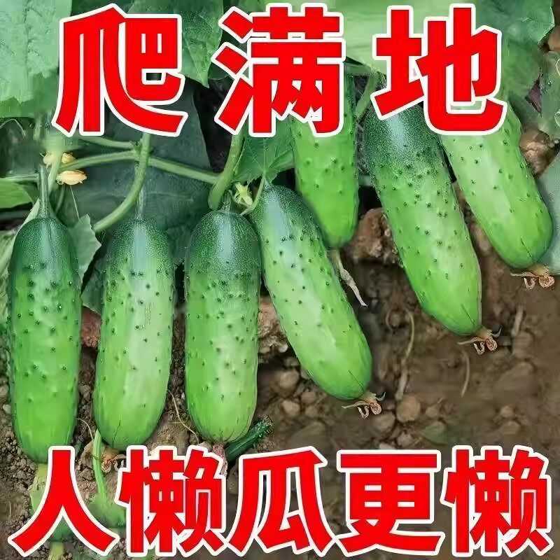 满地爬水果黄瓜种籽高产爬地种孑四季无架黄瓜种子春季菜籽种大全