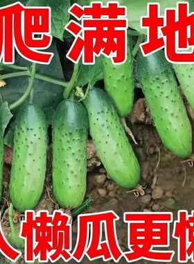 满地爬水果黄瓜种籽高产爬地种孑四季无架黄瓜种子春季菜籽种大全