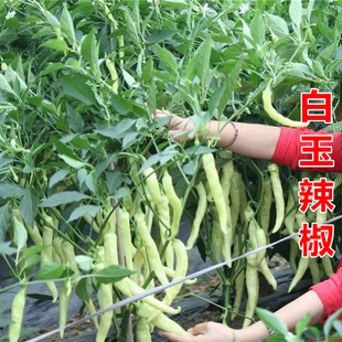 白玉辣椒种子超辣小辣椒泡椒小米椒白辣椒春秋四季盆栽蔬菜种孑籽