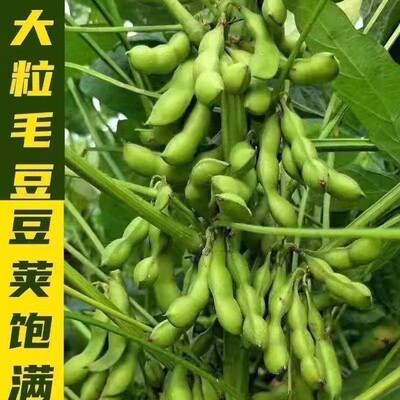 新毛豆种子早熟60天甜糯矮杆大青毛豆种子大粒高产新品种蔬菜种子