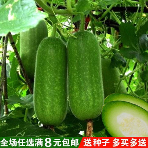 节瓜种子价格 节瓜种子图片 星期三