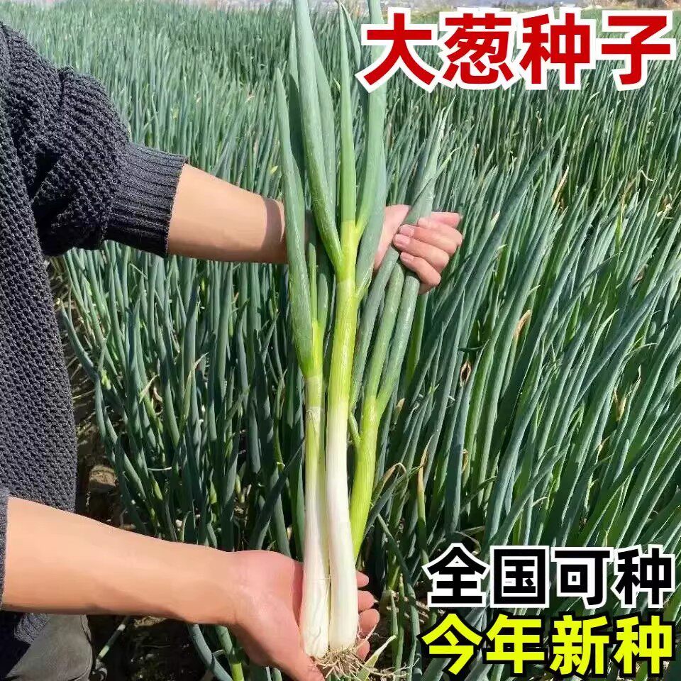 大葱种子耐寒耐旱高产四季春秋播种东北大葱种籽章丘铁杆山东大葱
