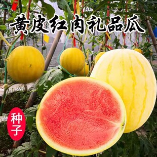 黄美人西瓜种子南方春夏四季种黄皮西瓜种籽过道咸丰钱球车数据网