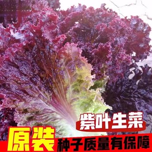 紫生菜种子孑大全特红皱叶生菜苗秧四季水培青菜种籽南方阳台盆栽