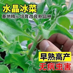 水晶冰菜种子四季种植长寿菜营养高钙冻不死易种高产冰草种籽耐热