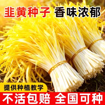 四季韭黄种子黄韭菜籽耐低温弱光高产农家大田黄心韭菜秋冬蔬菜子