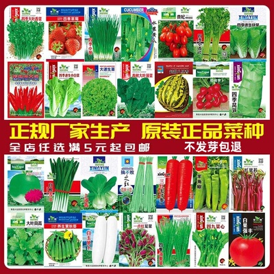 蔬菜种子四季播盆栽阳台庭院香菜菠菜鸡毛菜简单春易种籽孑大全