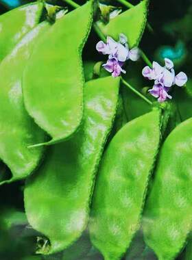 绿色眉豆种子绿扁豆四季蛾眉豆角种籽爬藤庭院阳台盆栽高产蔬菜孑