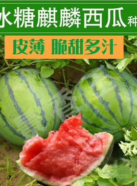 8424冰糖麒麟西瓜种子少籽无籽特大高产巨型甜王南方四季水果种孑