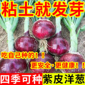 洋葱种子蔬菜春季 种籽 种种植红皮圆葱种子家庭地栽全国栽培四季