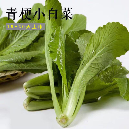 四季小白菜易种蔬菜盆栽鸡毛菜