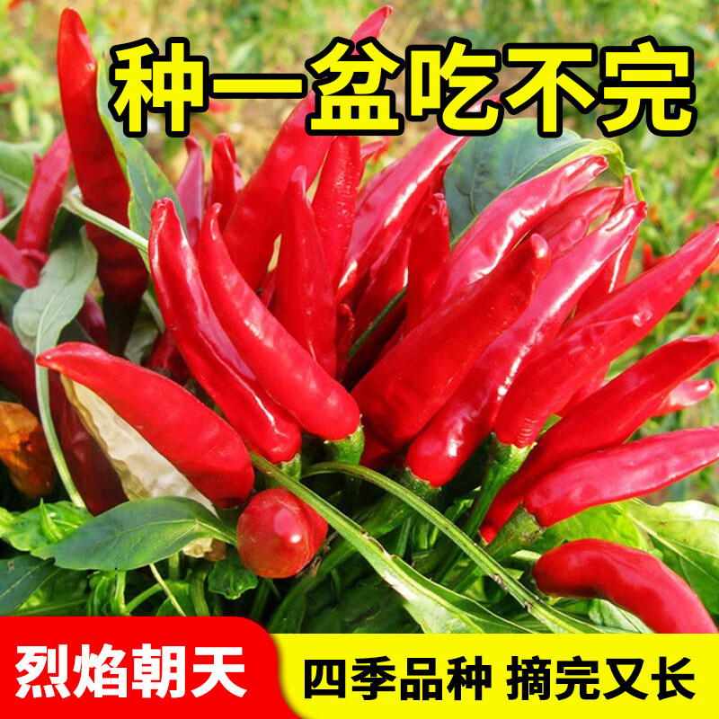 朝天辣椒种子小米辣椒种籽超辣四季盆栽阳台高产蔬菜青椒春季香辣 - 实物图