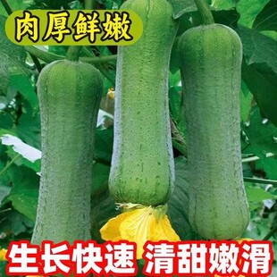 短棒大肉丝瓜种子春夏秋季耐热高产四季菜瓜种籽庭院爬藤蔬菜种孑