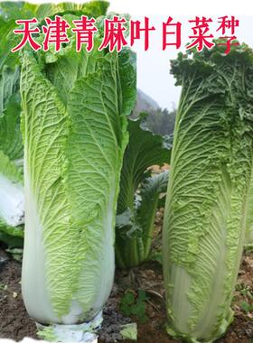 天津青麻叶结球长白菜农家菜园庭院秋季种植阳台蔬菜种子四季易种