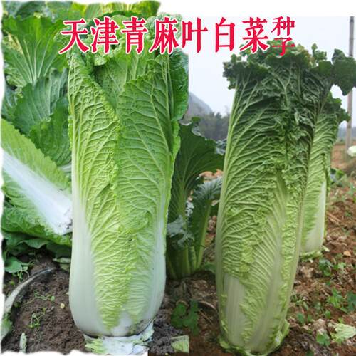 四季菜园庭院易种蔬菜种子白菜