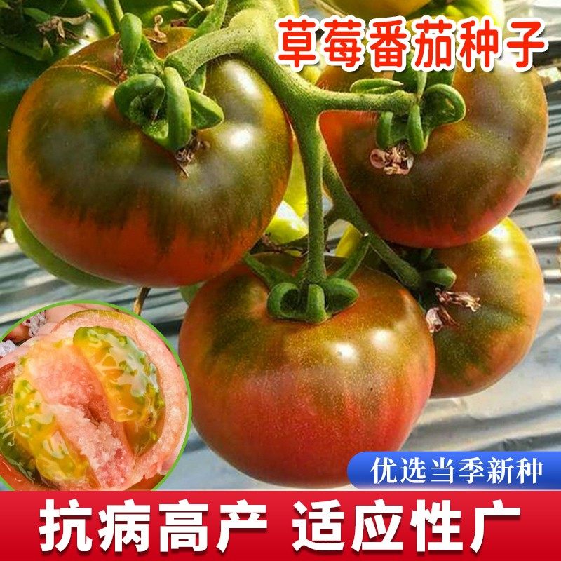 草莓番茄种子水果番茄种孑超甜四季阳台盆栽铁皮柿子蔬菜籽种大全