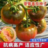 草莓番茄种子水果番茄种孑超甜四季 阳台盆栽铁皮柿子蔬菜籽种大全