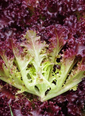 四季紫生菜种子 南韩紫秀生菜蔬菜种子 大叶紫叶生菜 紫色生菜种