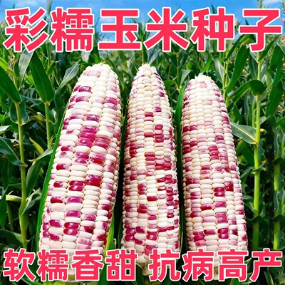 彩糯玉米种子高产香糯新种超甜花糯玉米种子正品五彩甜糯玉米种子