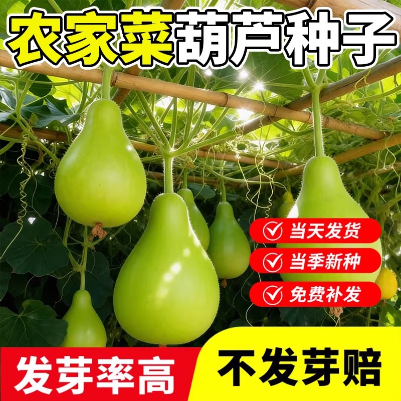 农家菜葫芦种子大瓢葫芦种籽可食用可做瓢四季阳台庭院瓠瓜蔬菜孑
