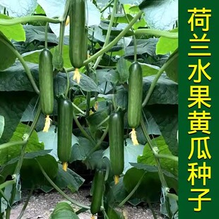 荷兰水果黄瓜种子无刺小黄瓜种籽阳台盆栽菜籽四季庭院蔬菜种子孑