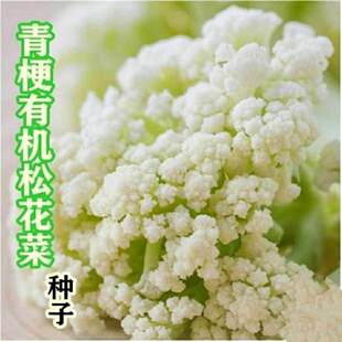 有机松花菜散花青梗白色有机花椰菜高产耐寒耐湿菜花四季易种蔬菜