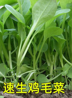 速生鸡毛菜种子小油菜小白菜生长快易种植盆栽阳台庭院耐热抗寒