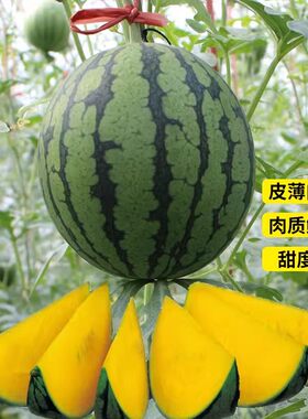 特小凤薄皮高糖黄心西瓜种子超甜早熟小黄心礼品型小凤西瓜种子