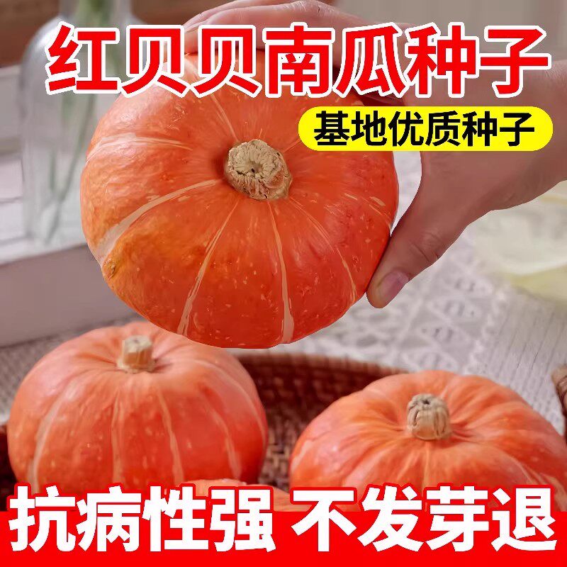 红贝贝南瓜种子板栗早熟高产香甜小金瓜种籽春季阳台农家蔬菜种孑