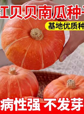 红贝贝南瓜种子板栗早熟高产香甜小金瓜种籽春季阳台农家蔬菜种孑