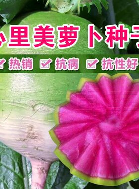 心里美萝卜种子满堂红水果红心四季秋季红肉萝卜籽种籽蔬菜种孑冬
