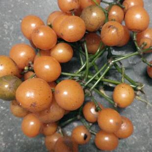 扁担藤农产品加工设备中草药材酸甜水果