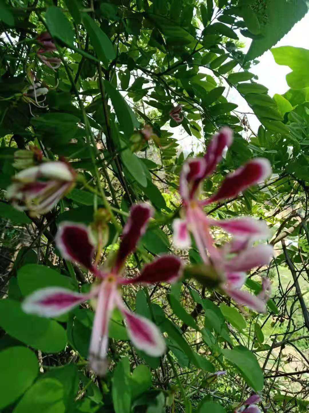 云南羊蹄甲紫红色花豆科植物野生中草药材种苗种子园林绿化苗木