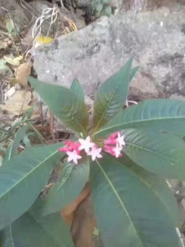 鸡骨常山花期3～6月春天观赏花木农产品加工设备中草药材