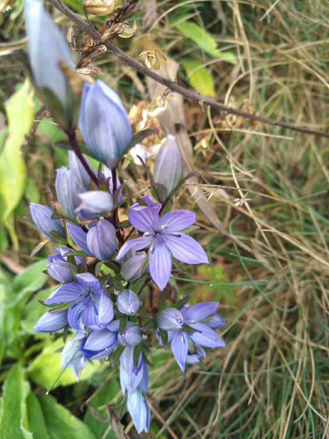 瘤毛獐牙菜辐状肋柱花北方歧伞龙胆科野生中草药材种苗种子条叶